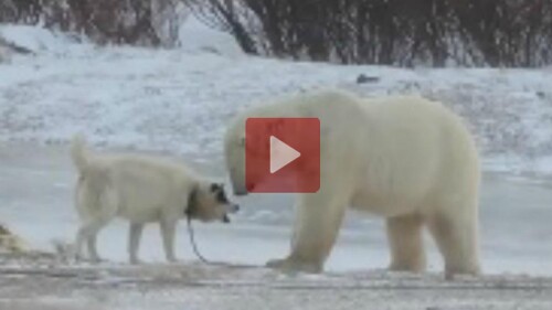 Creían que el oso polar sería el vencedor