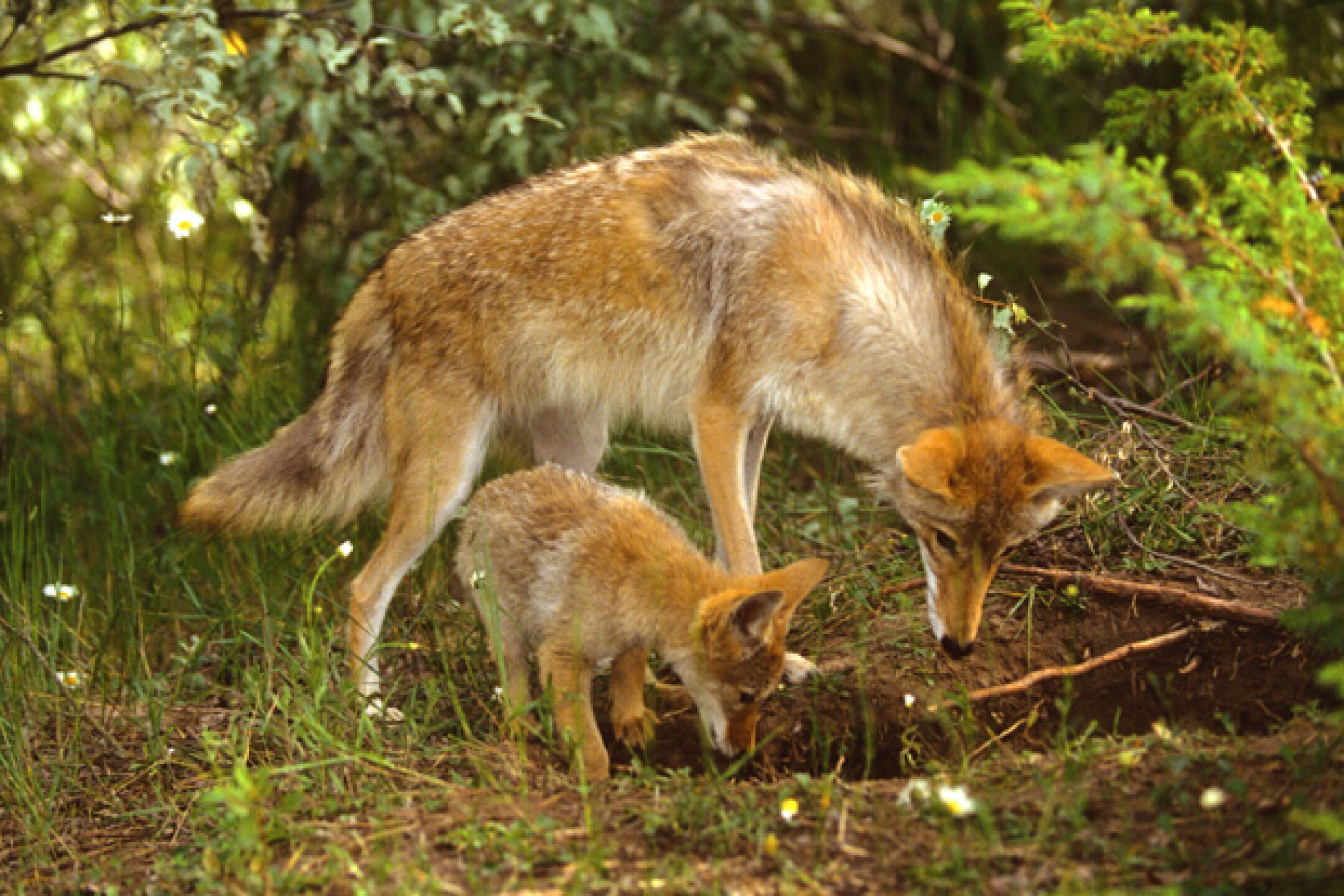 Coyote hembra y su cría w