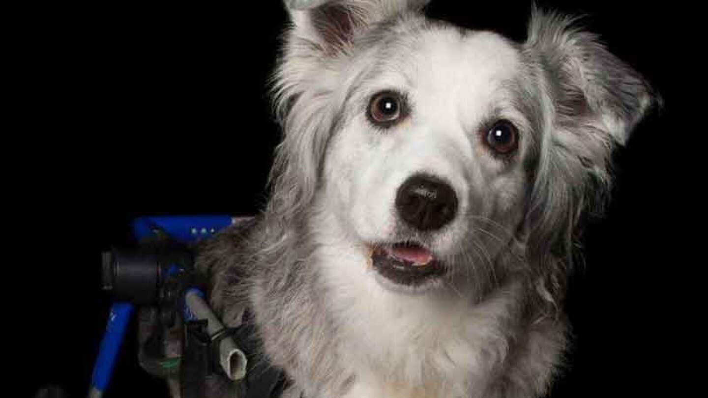 Hay más de 30 mascotas de diferentes partes de Australia.