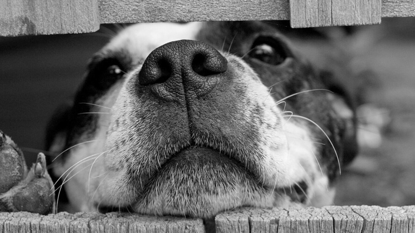 Perro abandonado.