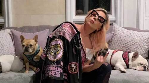 Lady Gaga no pagó la recompensa luego de recuperar a sus perros