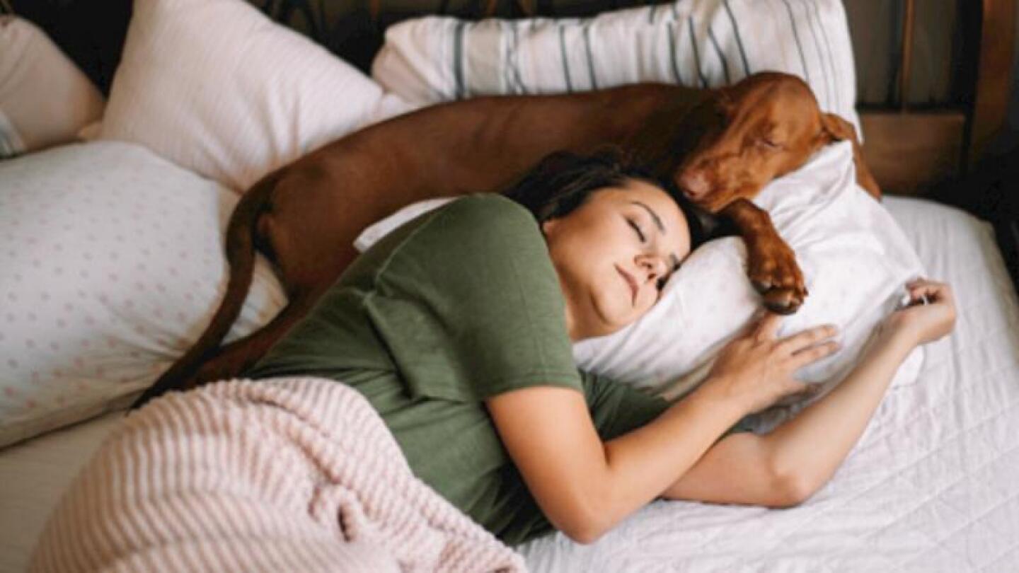 riesgos salud mascotas