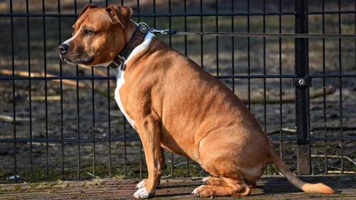 Pensión de perros