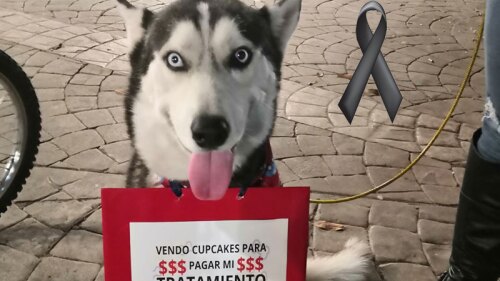 El canino perdió la batalla; descanse en paz