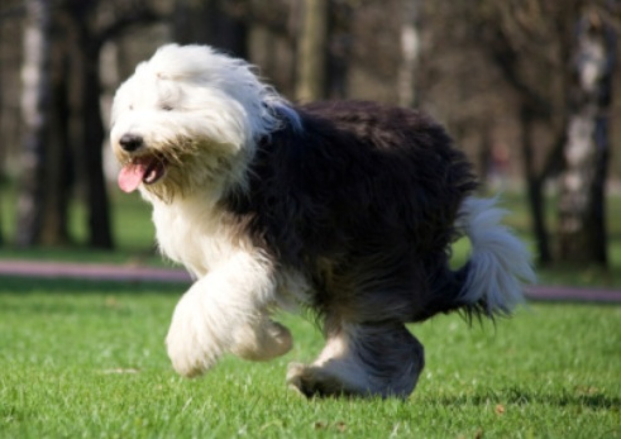 looks perritos calor verano