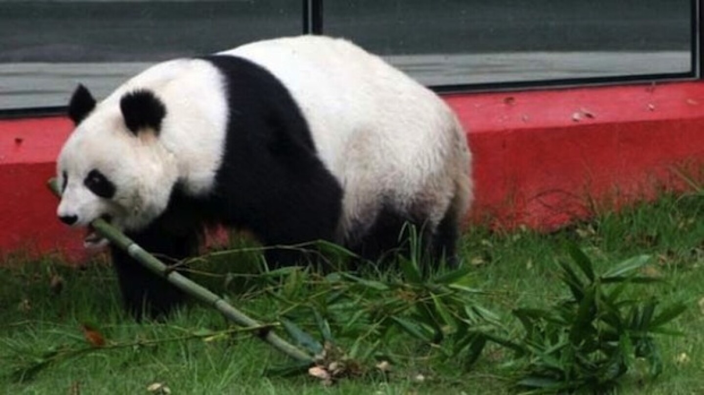 La panda Xiu Hua falleció de causas naturales.