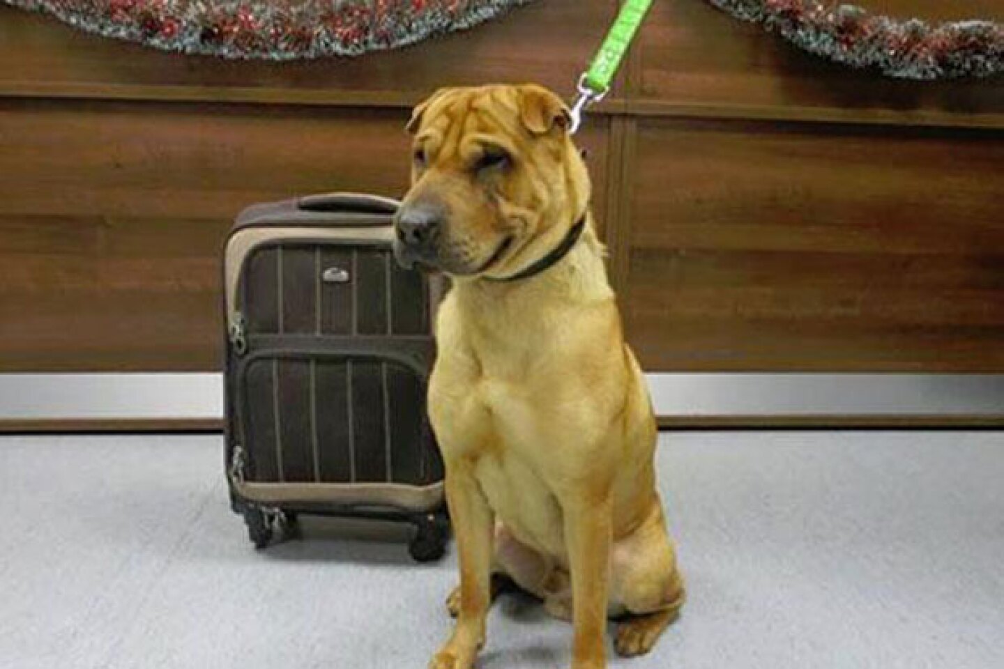 El rostro del perro denotaba gran tristeza.