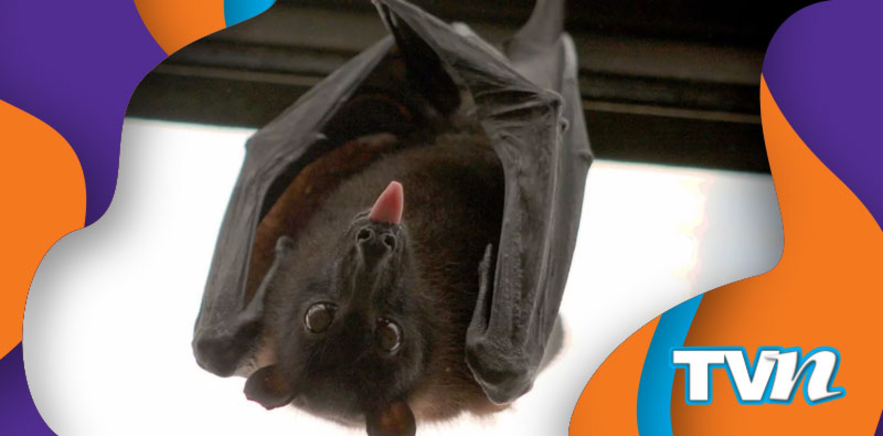 Los venden para hacer sopa