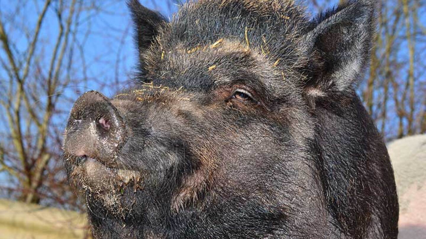 Uno de los invitados se llevará el jabalí a su casa.