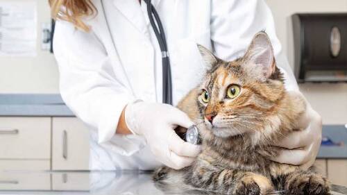 Esterilización de gatos