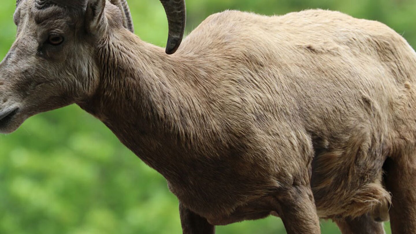 Los sujetos primero robaron al animalito y luego cometieron el acto imperdonable.
