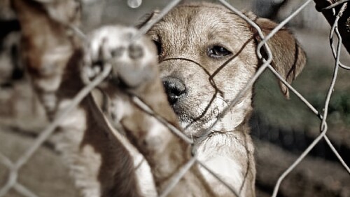 Caso benito denunciar maltrato animal en la CDMX