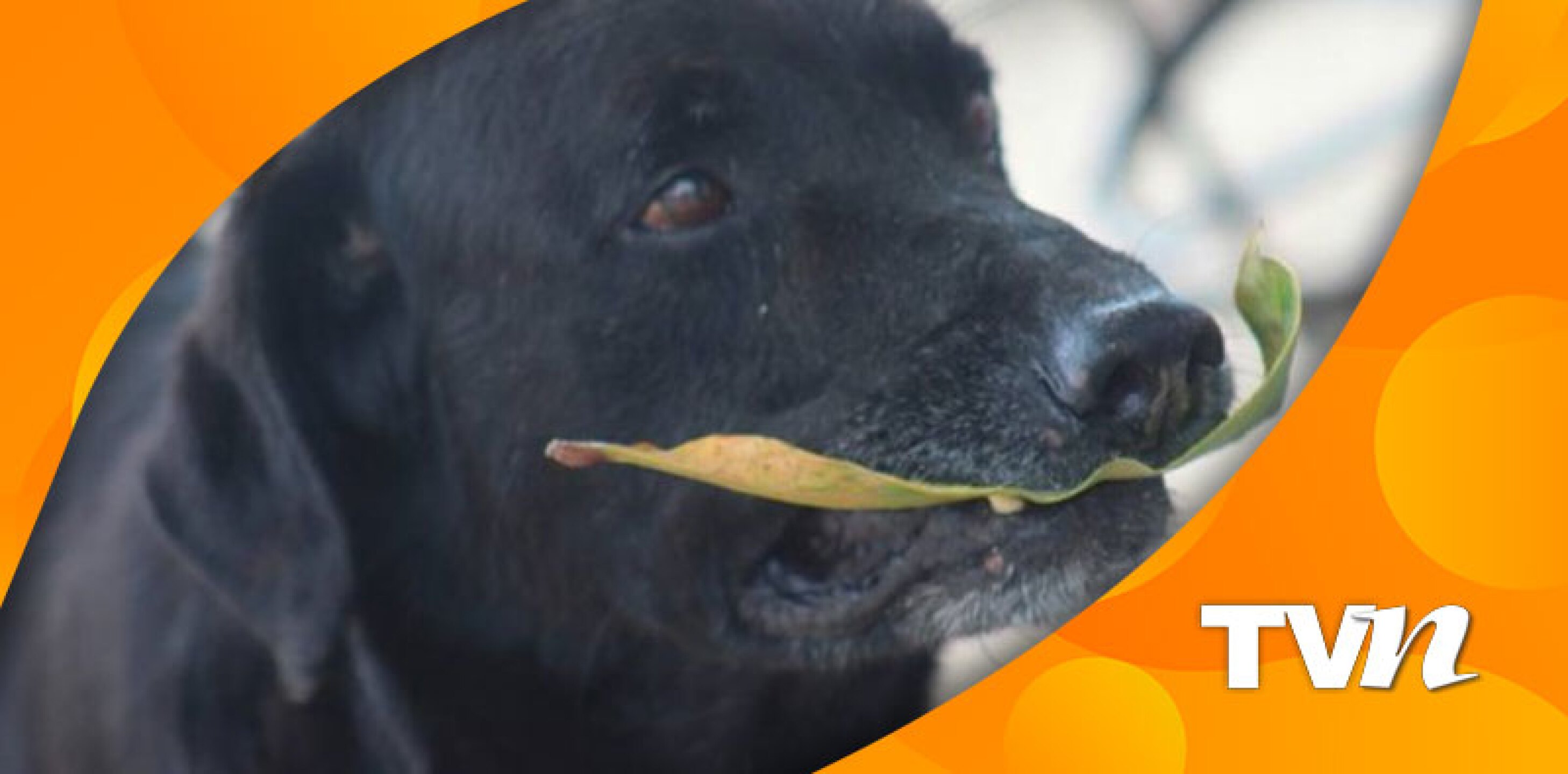 Facebook: Instituto Técnico de Monterrey Casanare