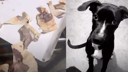 Perrito se hace viral por destrozar el aguinaldo de su dueña.