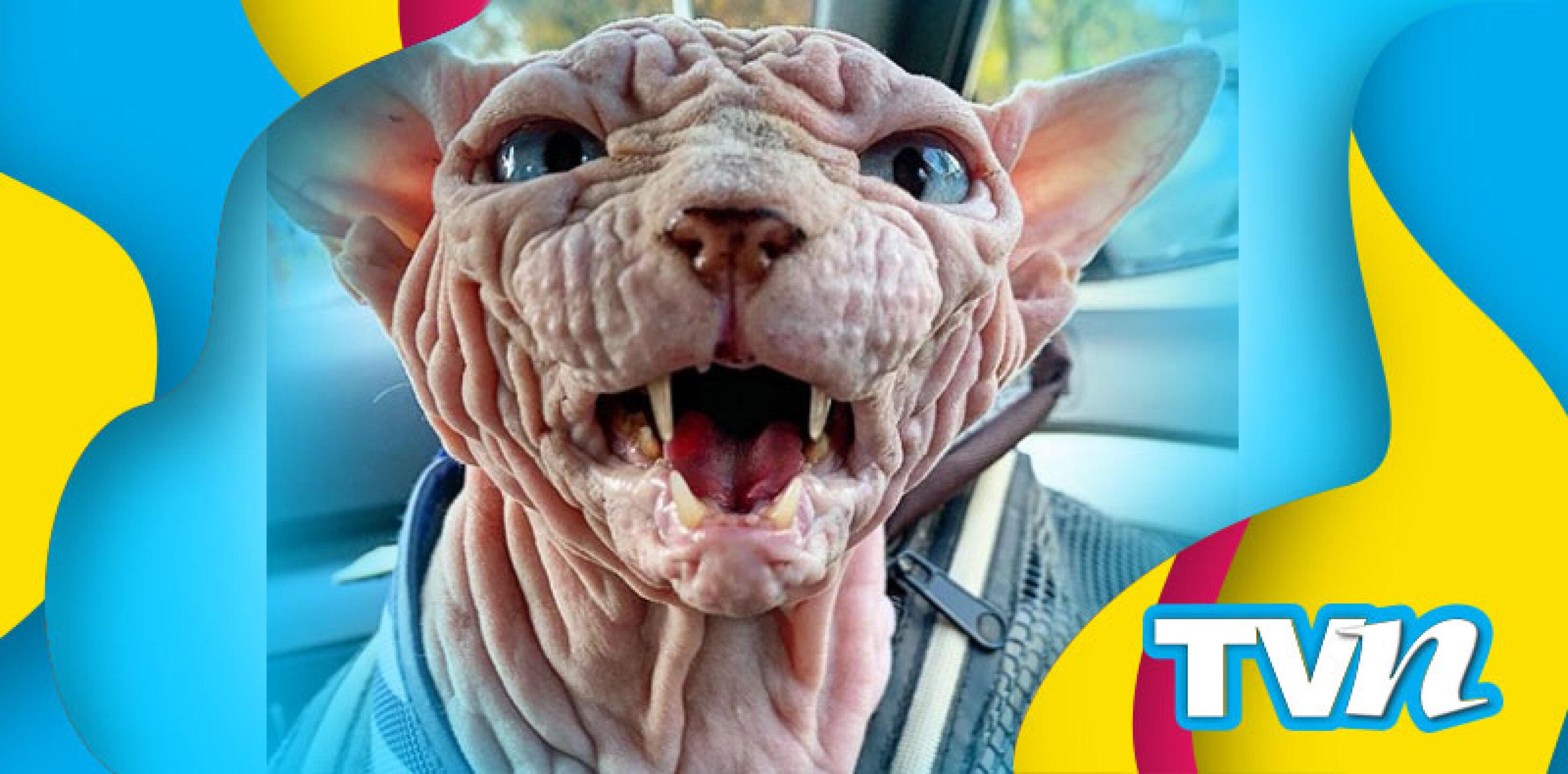 gato extraño instagram