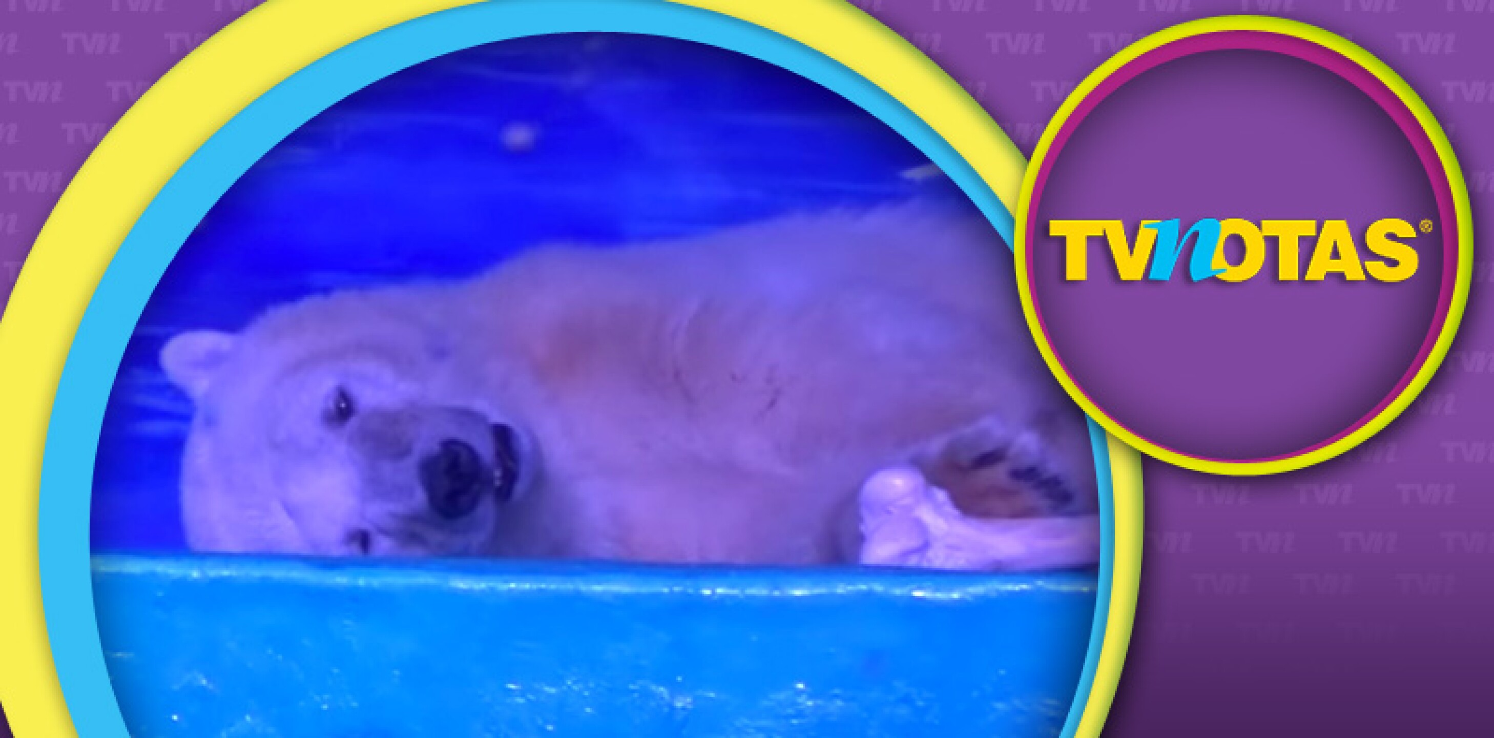 oso_triste_rescate_w.jpg