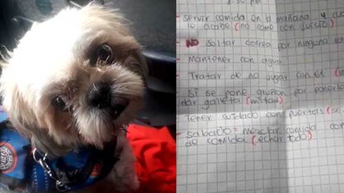 Perrito viejito es abandonado en taxi y encuentra final feliz