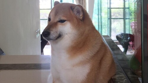 Cheems pierde la vida