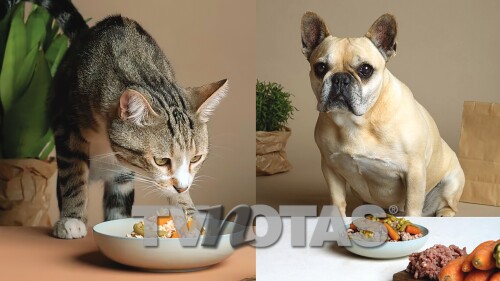 Guía práctica para que tu peludo se ponga fit ¿Comimos demás en diciembre?