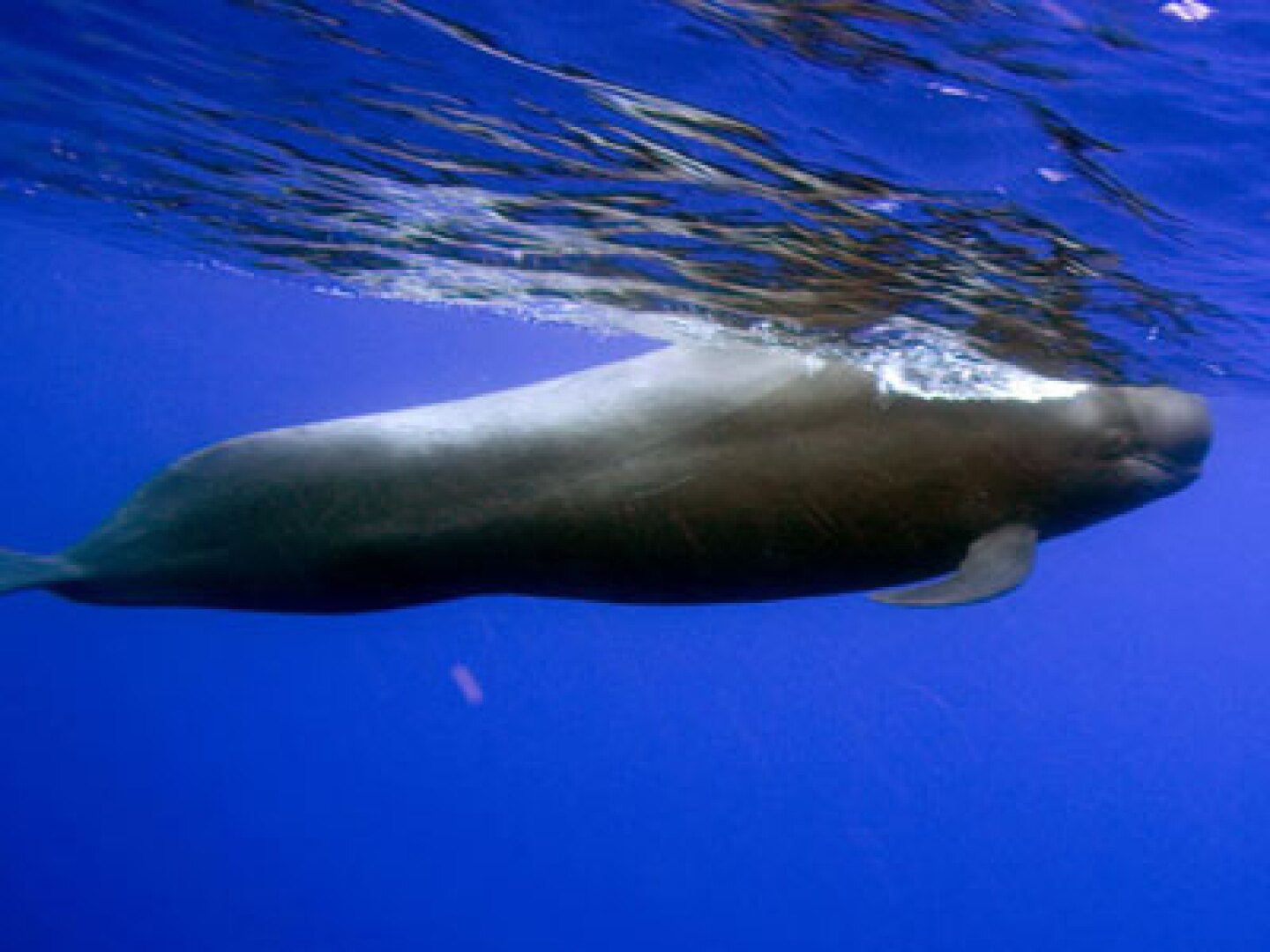 Alrededor de 40 ballenas piloto encallaron en aguas poco profundas.