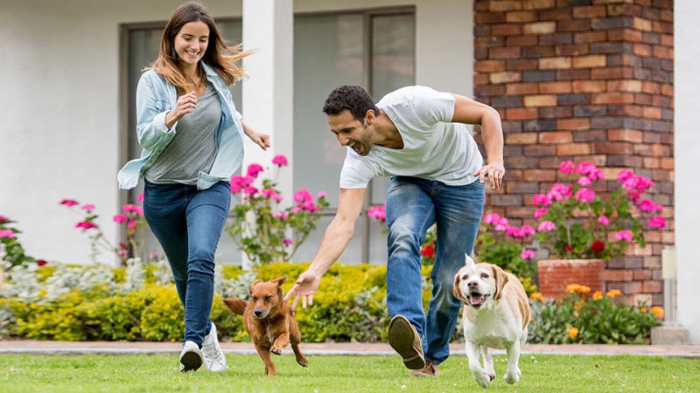 ¿Amas a las mascotas? Aquí te decimos cómo adoptar