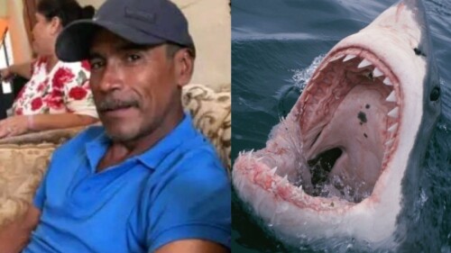 Buzo pierde la vida ante el ataque de un tiburón blanco