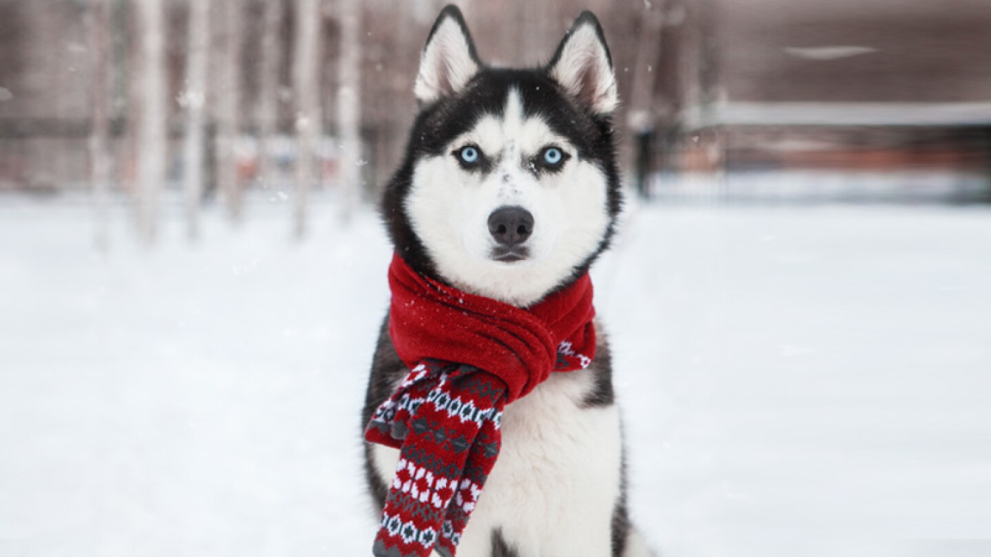 El perro que odia la Navidad
