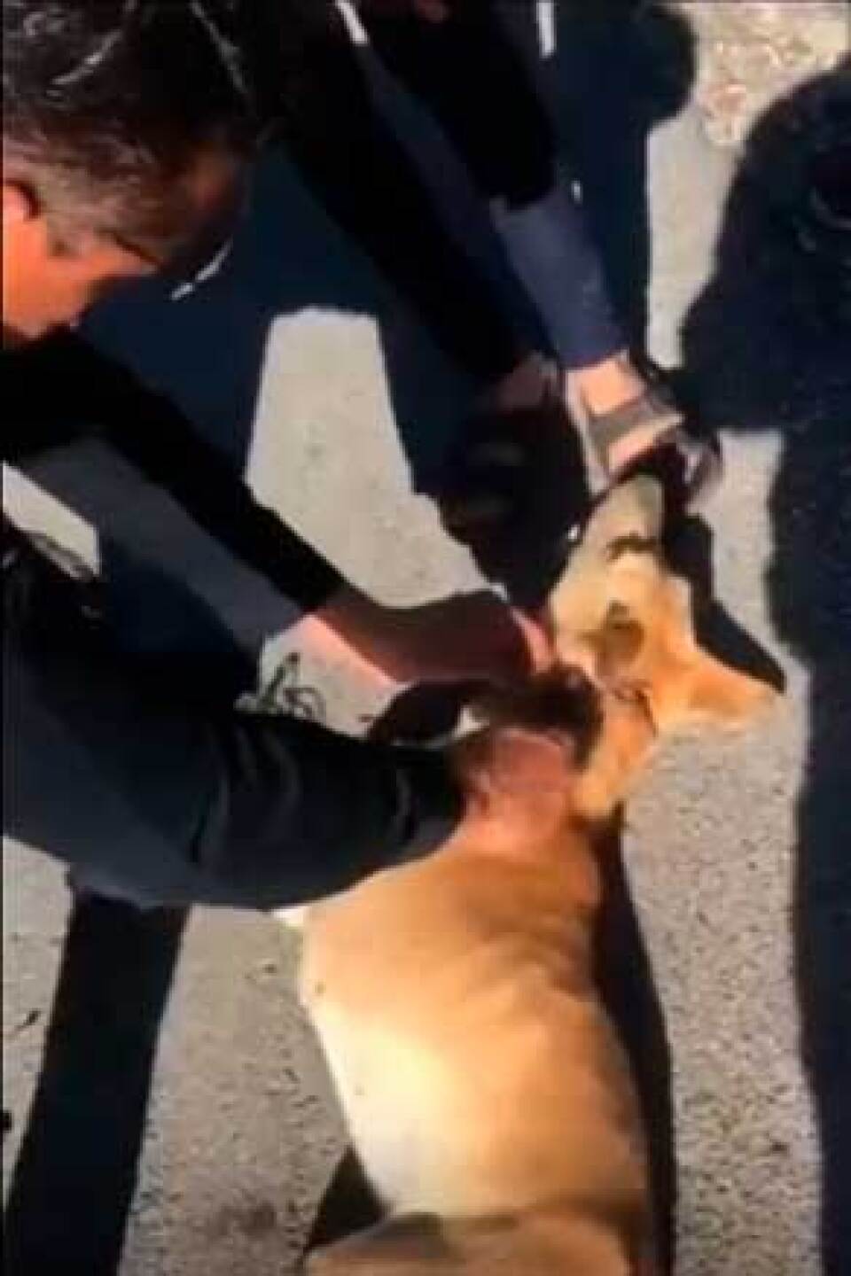 Según el policía, el lomito estuvo a punto de morir