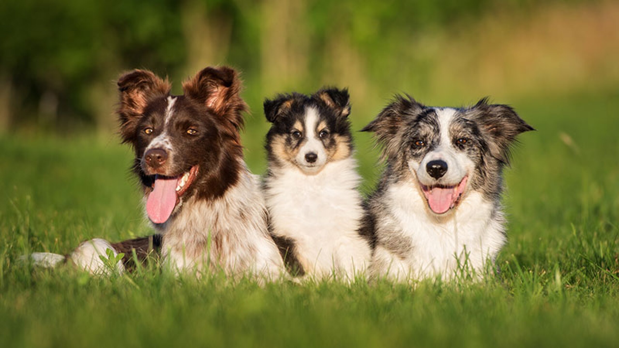 Border collie