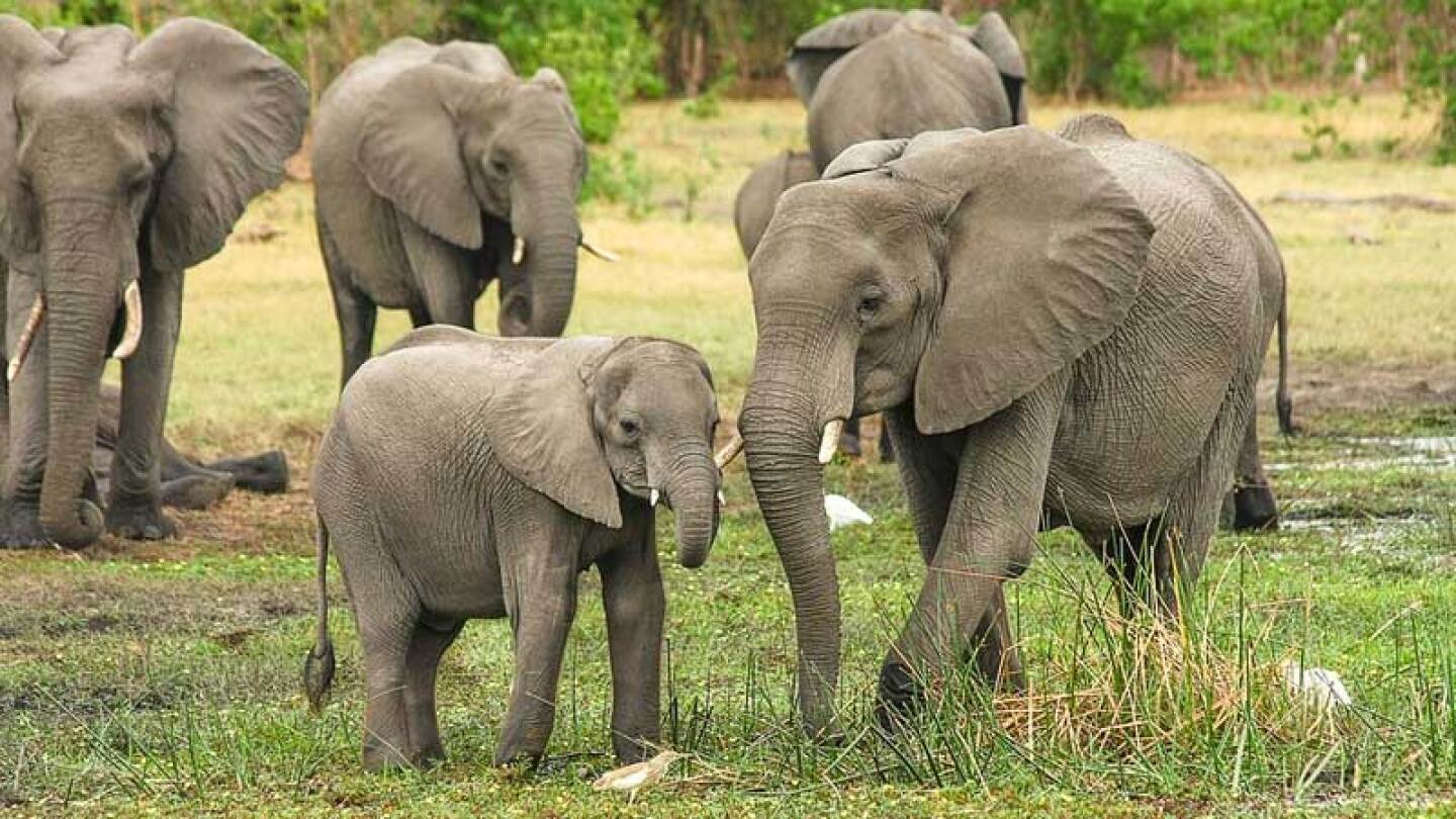 Impactantes imágenes, cazadores matan a casi un centenar de elefantes