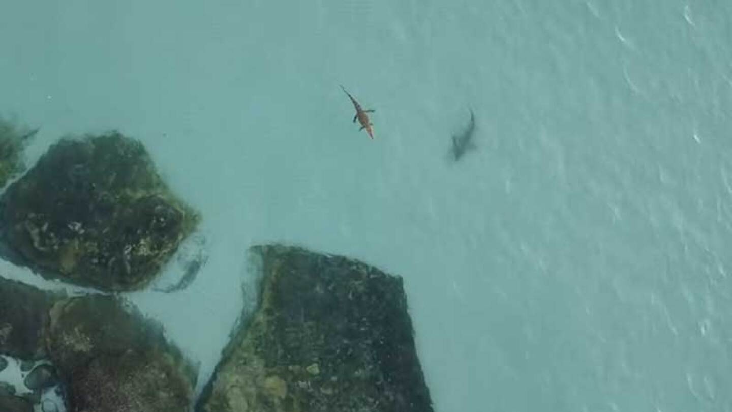 Se vuelve viral una persecución marina