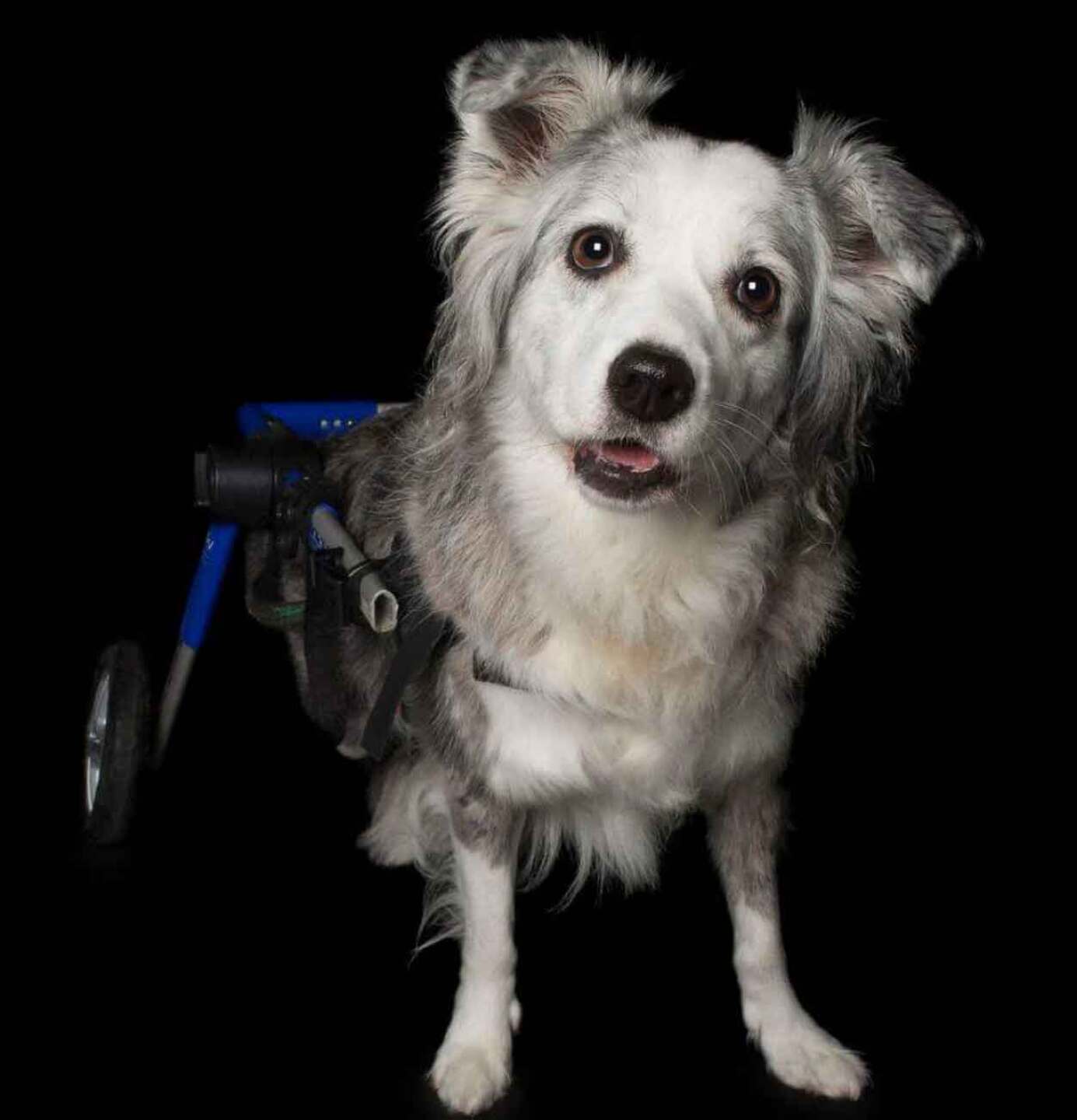 Hay más de 30 mascotas de diferentes partes de Australia.