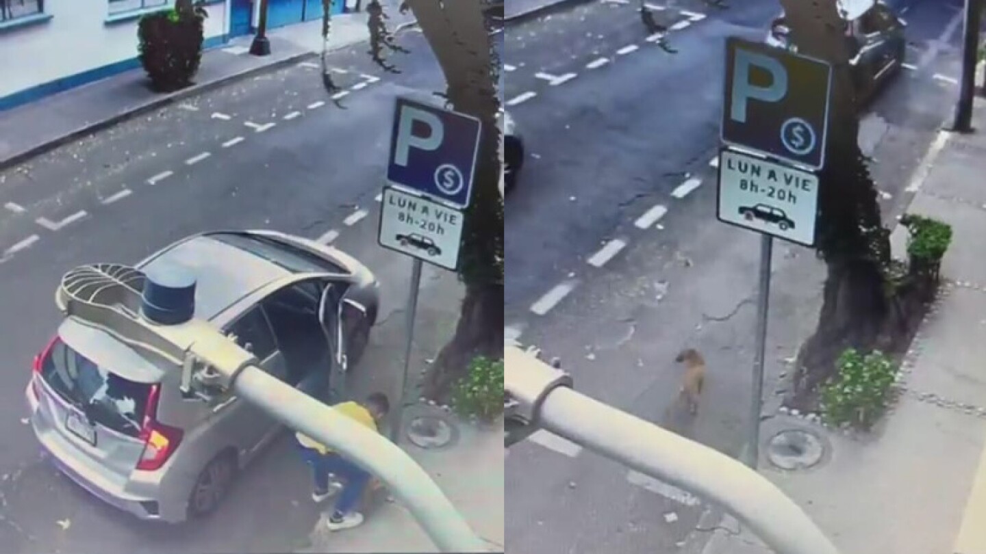 Captan el momento en que un joven abandona a un perrito en Polanco