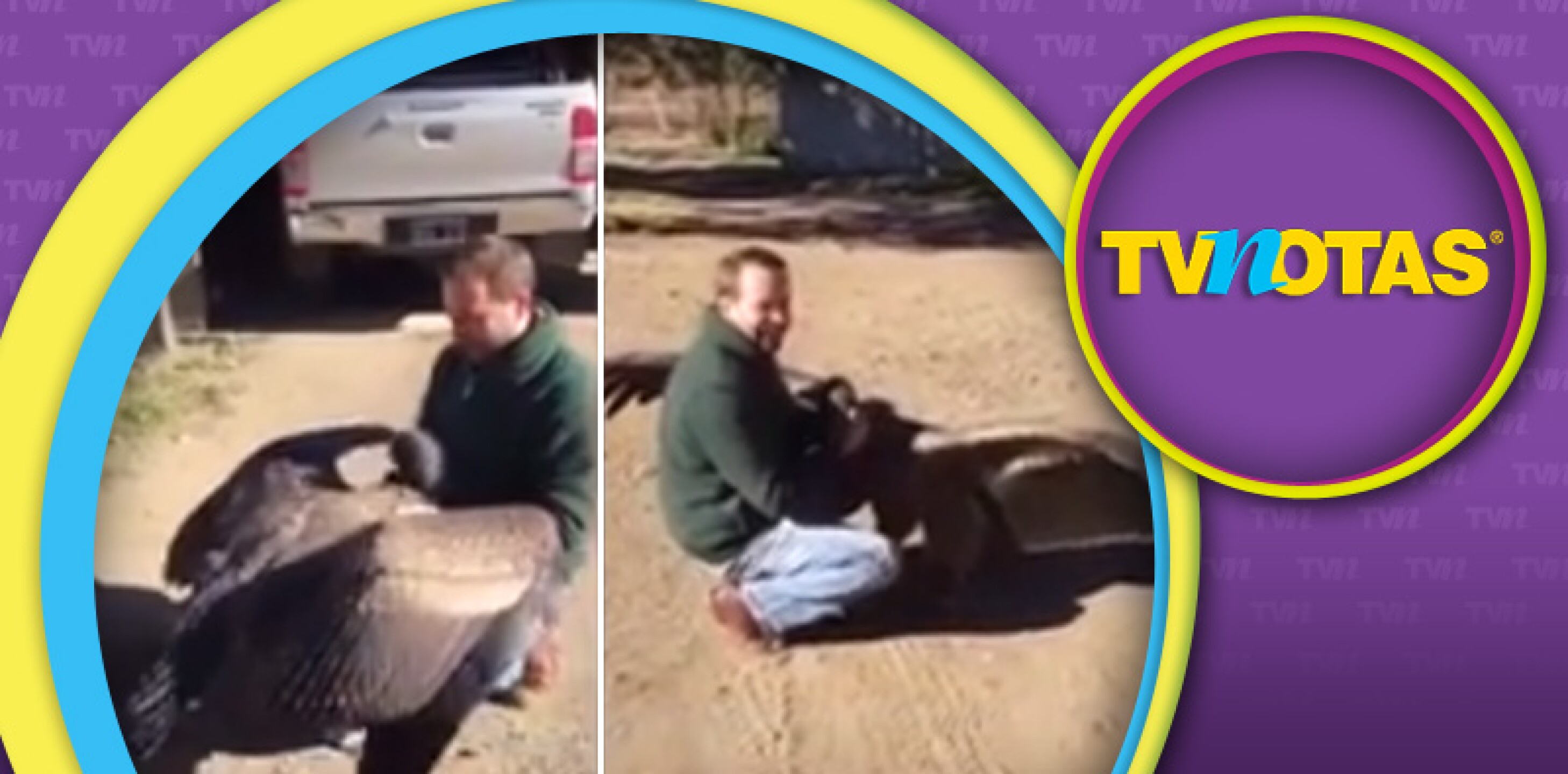 Cóndor y su cuidador w