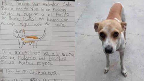 Conmovedora de Romi para encontar a su mascota.