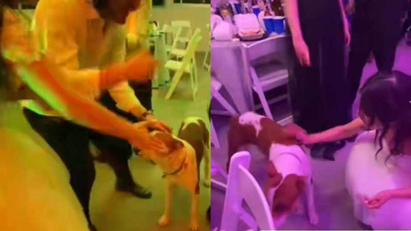 Perrito se cuela a boda.