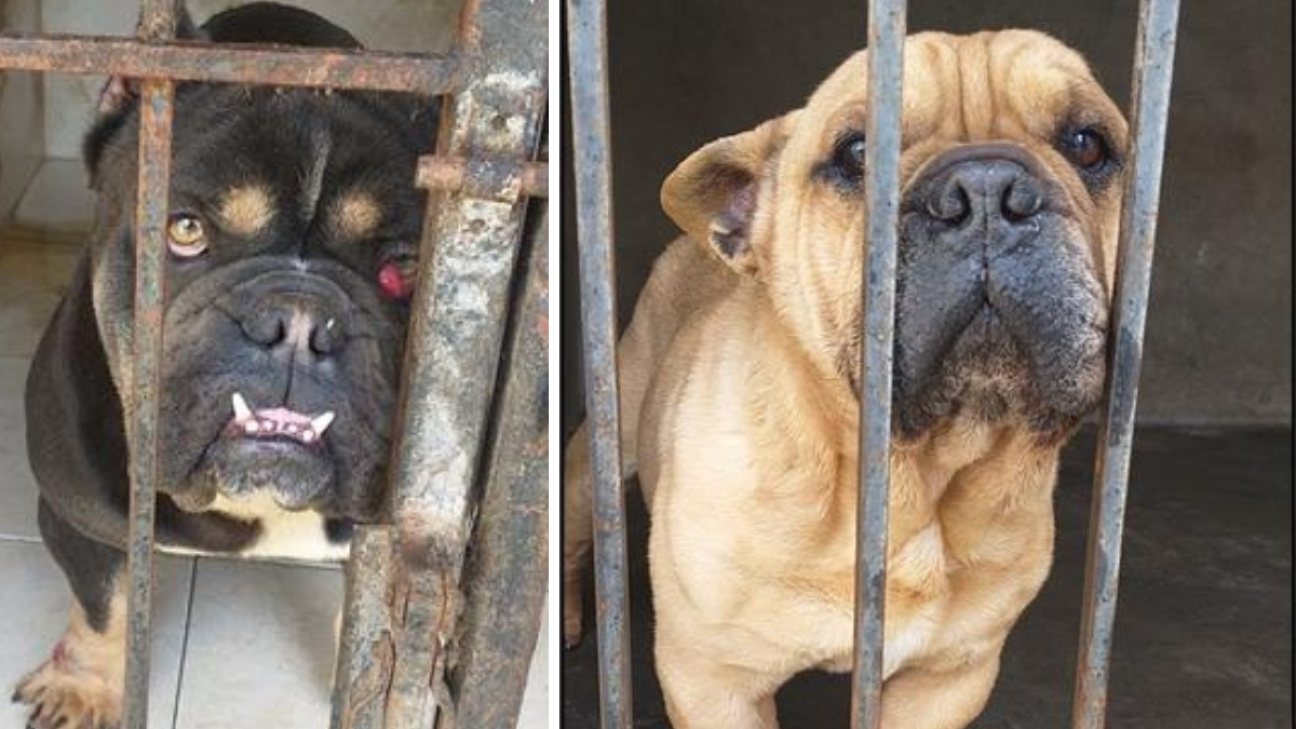 Rescate de perros en el Estado de México