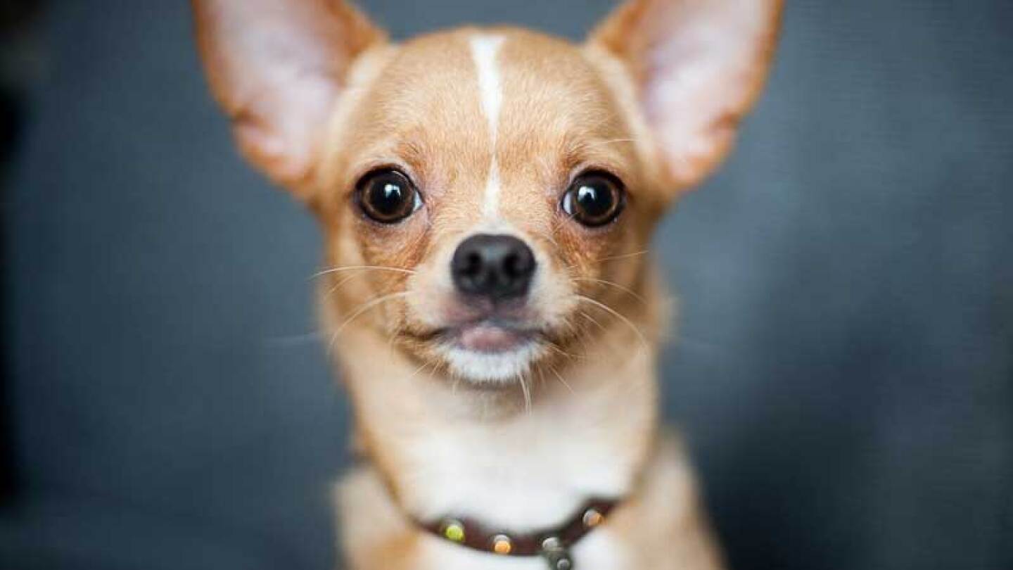 Y es que la mujer decidió maquillar a su mascota sin imaginar las consecuencias