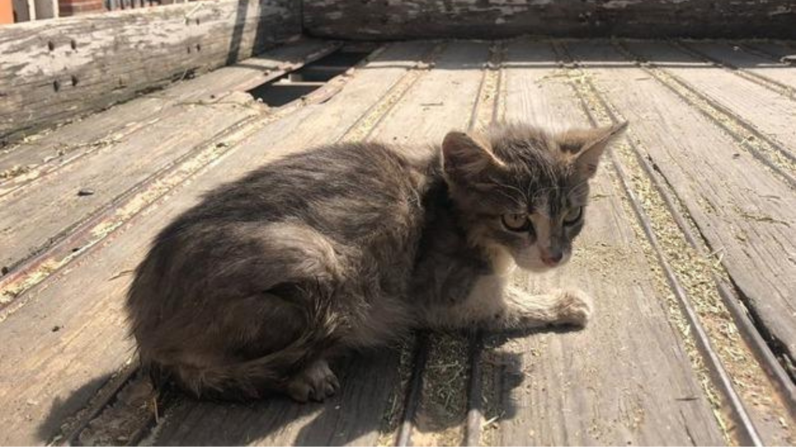 Gato rescatado en el Estado de México