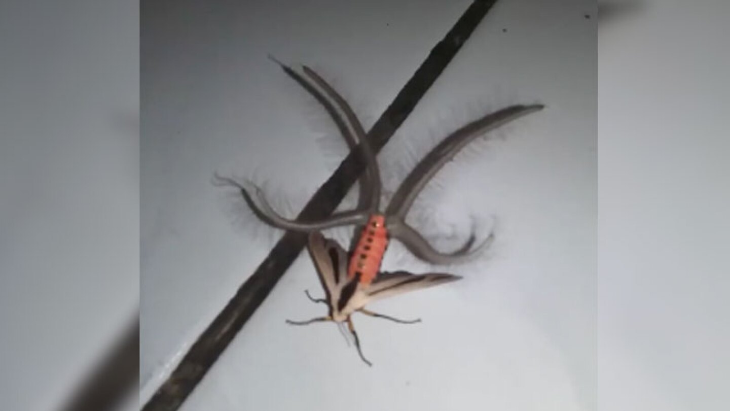 Creatonotos gangis n