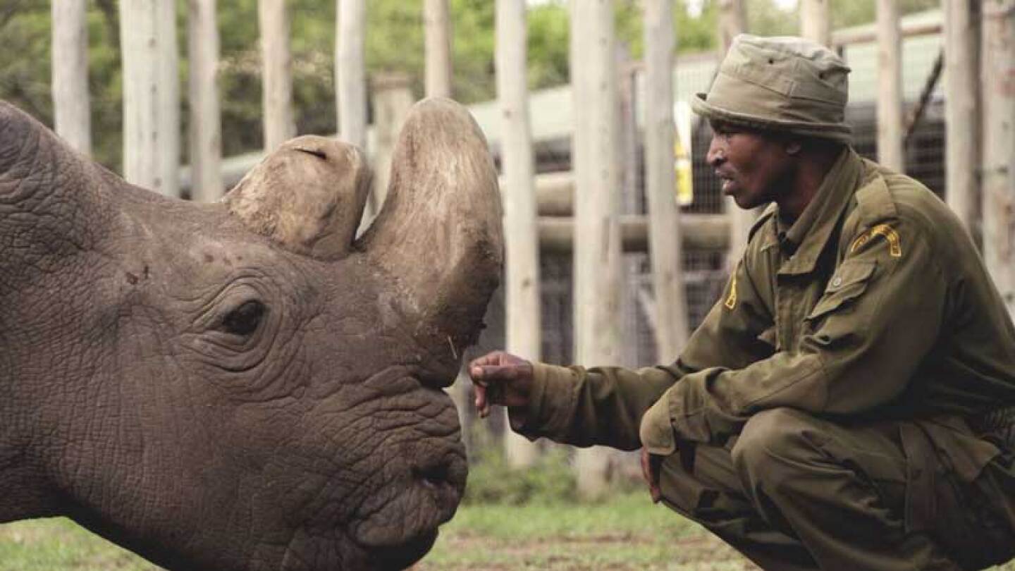 Era una especie muy dósil. 