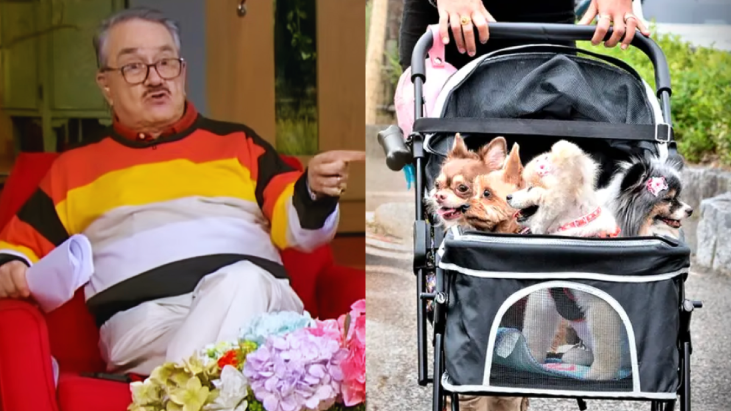 Pedro Sola desata polémica por comentarios contra los "perrhijos"