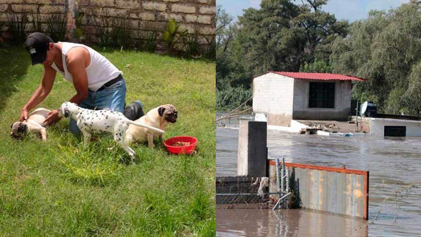 Unos perros son rescatados de las inundaciones
