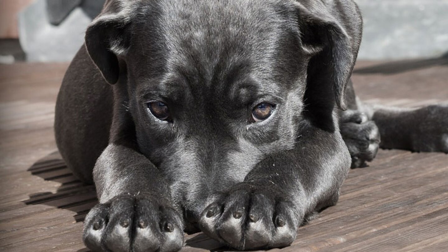 La joven posaba para la cámara, cuando el canino se acercó, se sentó junto a ella y después no quiso moverse