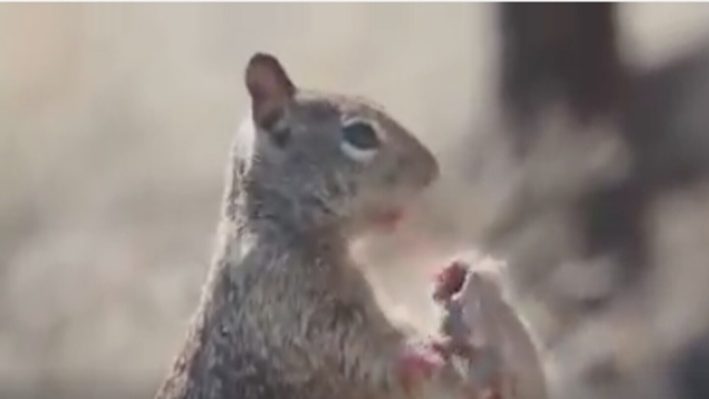Por si creían que solo comían nueces.