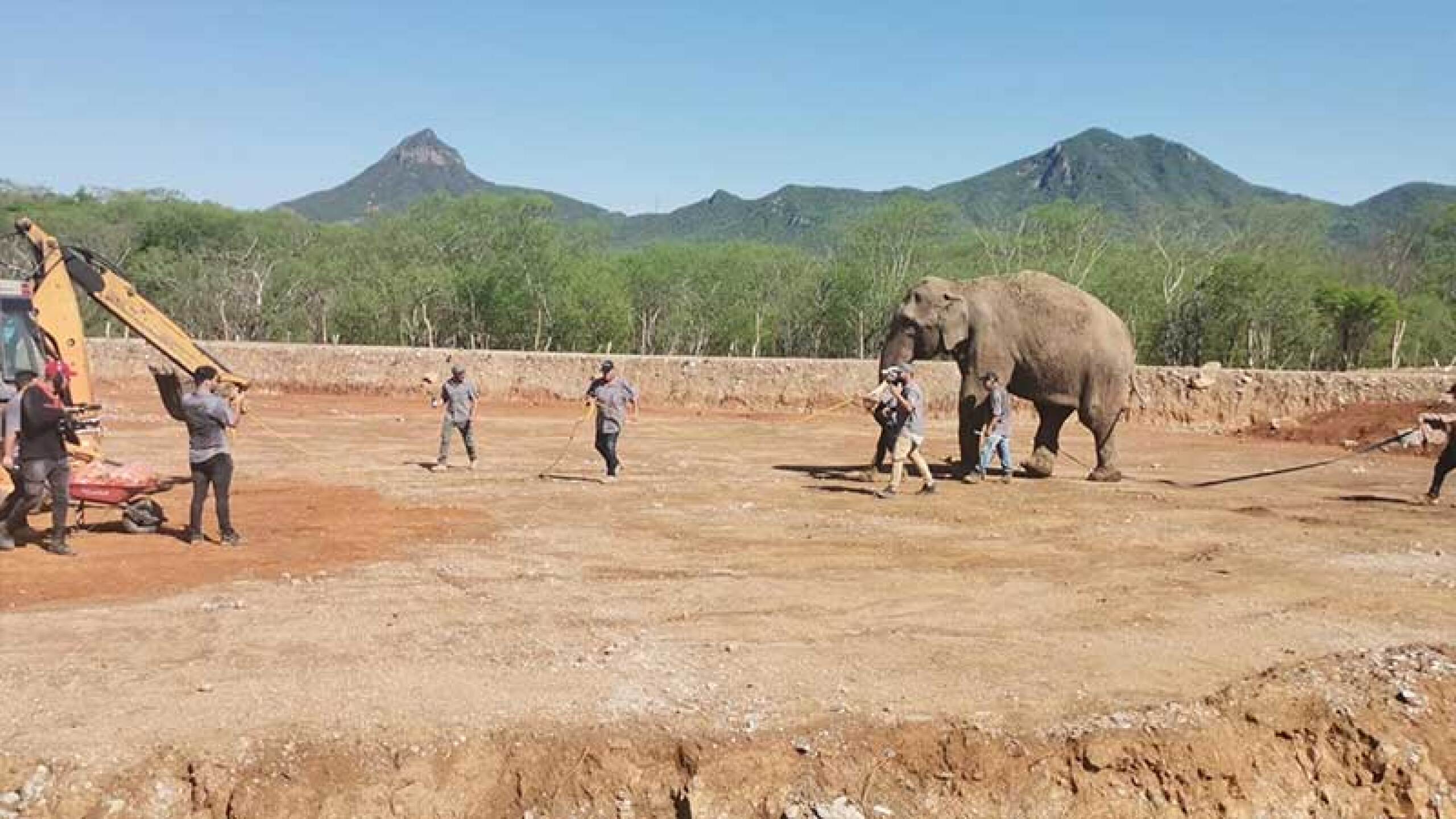 El elefante Big Boy llegaa Culiacán