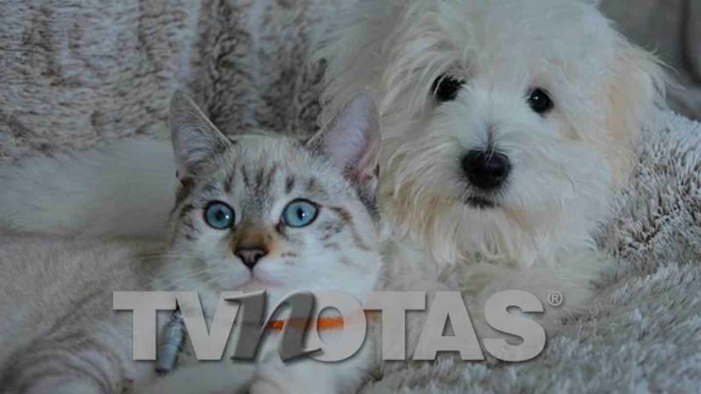 D Peludos perros y gatos agenda de salud