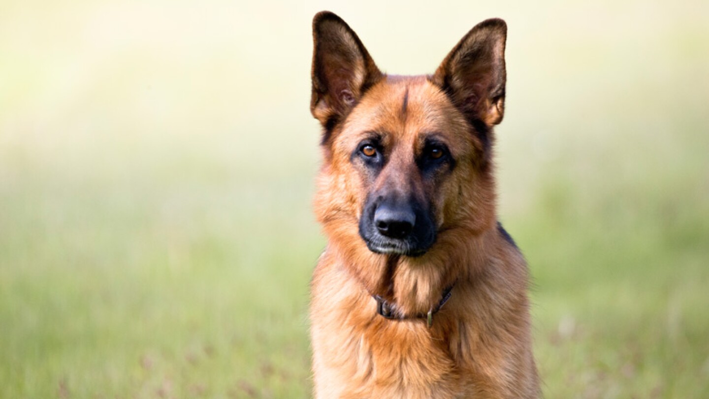 Hombre cara de perro.
