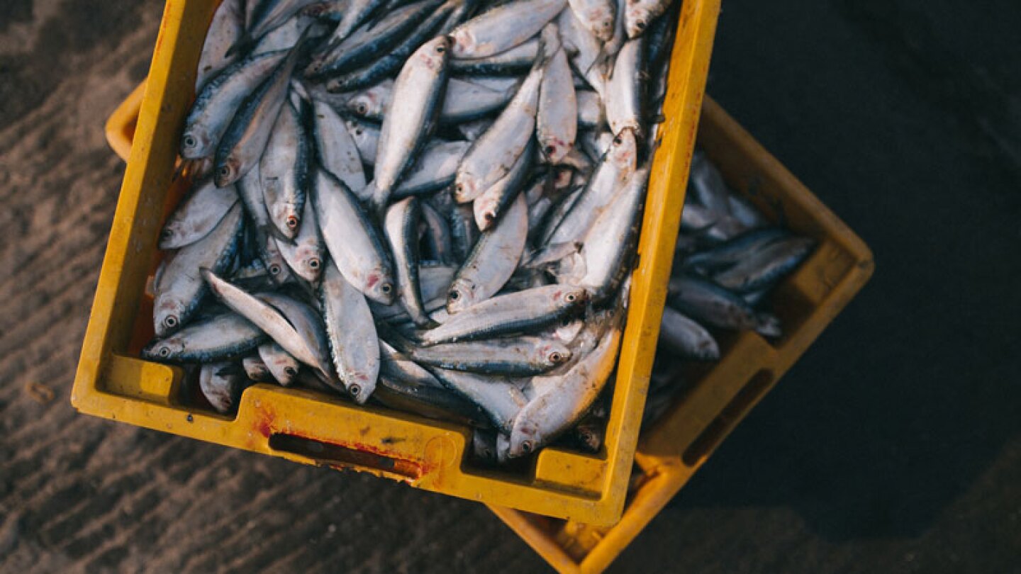 ¿Sabías que 1 de cada 5 pescados que comes contiene residuos de plástico?