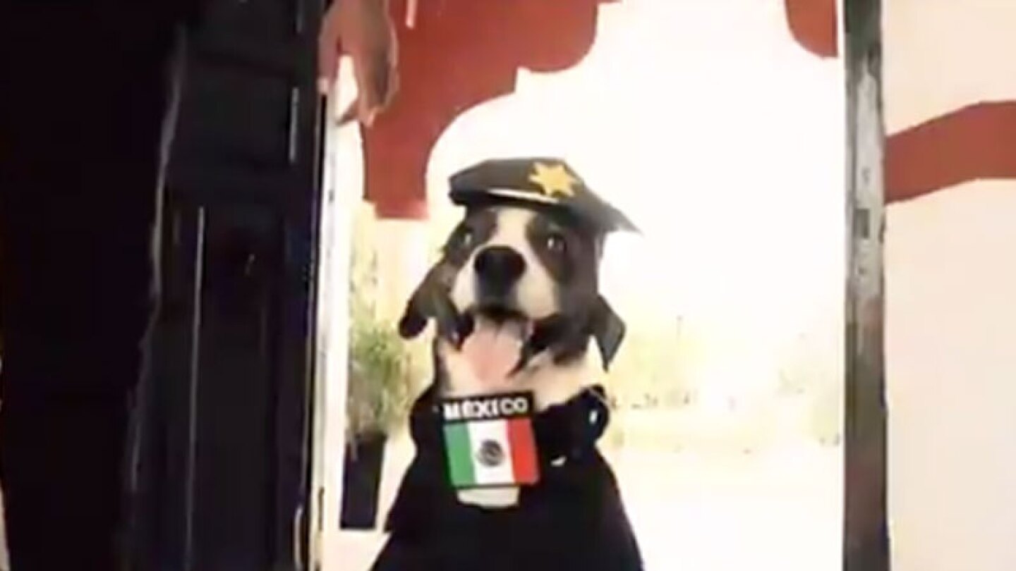 ¿Recuerdas al perrito ‘Chilaquil’ que se hizo viral en redes sociales por ser ‘muy feo’?, pues parece que tiene un amigo policía.